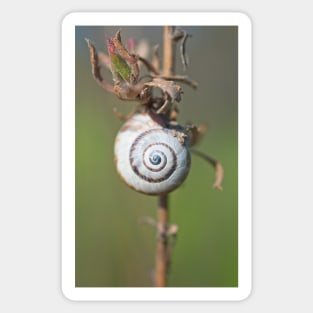 White Garden Snail Sticker